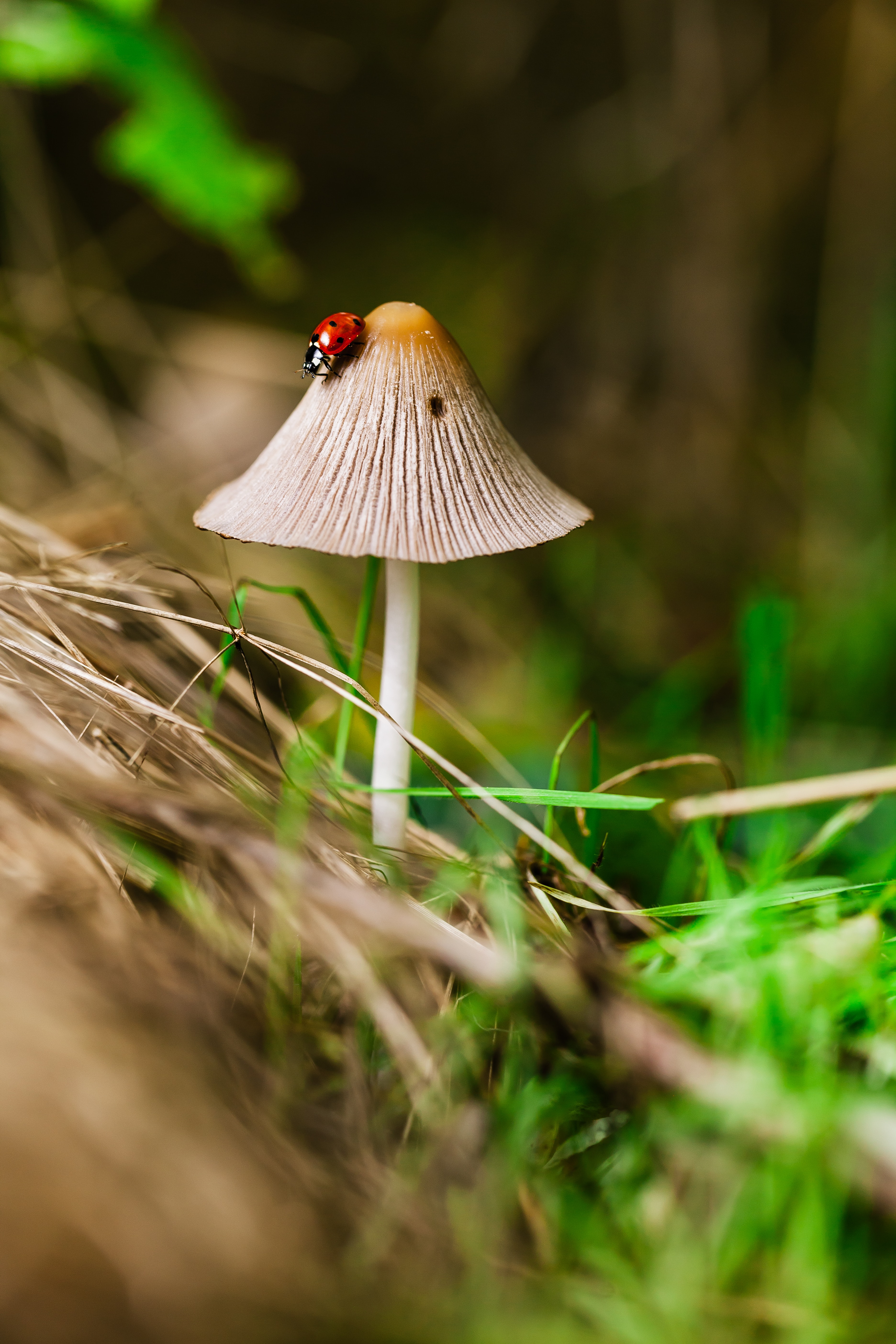 What are the Benefits of Organic Mushroom Supplements?