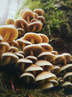 The Ultimate Guide to Mushroom Supplements and Their Benefits