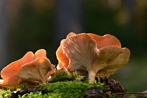 Gourmet mushroom candy bites